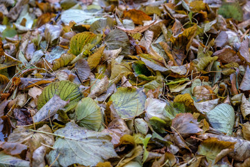 fallen autumn leaves on the ground