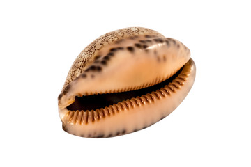 cash shell isolated on white background