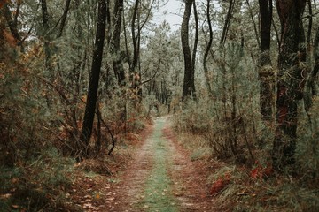 Obraz premium Beautiful path in the forest