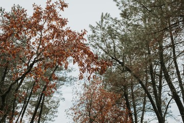 The tops of the high pines