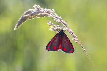 Cinnabar moth Tyria jacobaeae closeup