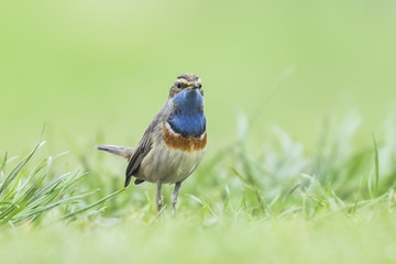 Bluethroat bird display during Spring