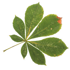 Feuille de marronnier