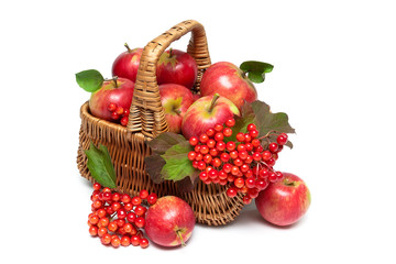 red apples and viburnum berries in a basket on a white backgroun