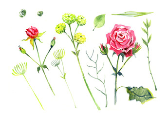 Roses, watercolor