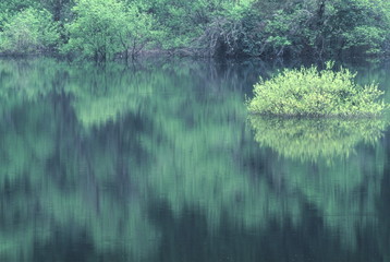 新緑の湖