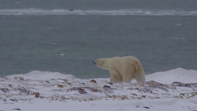 Polar bear walks towards stormy sea in wind blown snow