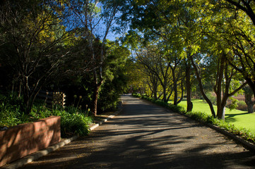 Road through the trees.