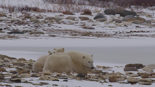 Cute cubs rest chins on mindful polar bear mother on snowy rocks