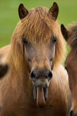 Obraz premium Horse sticks tongue out