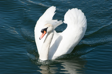 Swan