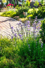 beautiful landscaping with beautiful plants and flowers