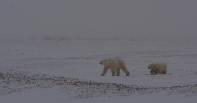 Polar bear and two babies walk through blowing snow in arctic