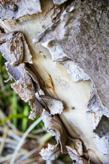 Tree trunk peeling off.