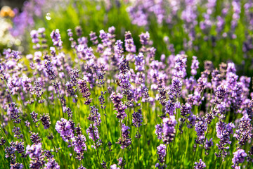 Naklejka premium beautiful landscaping with beautiful plants and flowers