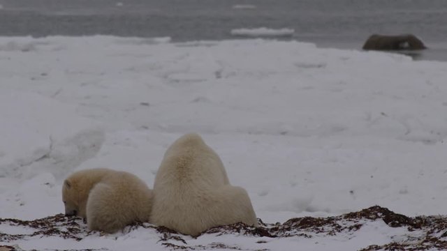 Mother and cub polar bear sitting on snowy beach chewing kelp