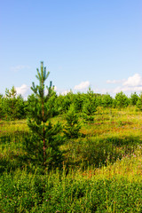 Fototapeta na wymiar Beautiful pine on forest background