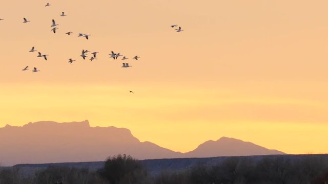 Slow Motion - Geese Flying Over Field in Front of Mountains