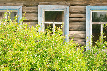 Old log background with windows and a green tree