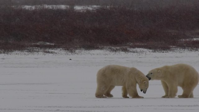 Slow motion - polar bears on ice spar in heavy snow