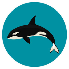Fototapeta premium orca