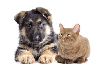 Puppy and kitten looking