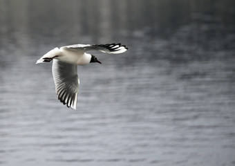 Little gull in flight. Over the Volga, Tver, Russia
