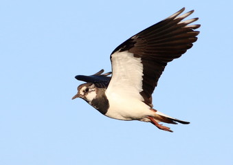 European Northern Lapwing (Vanellus vanellus) in flight