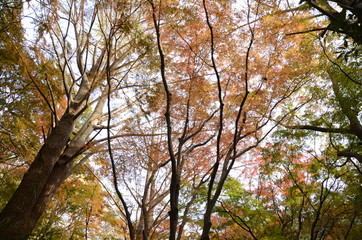 Fototapeta premium 獅子舞の紅葉 初秋