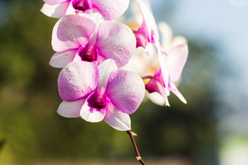 Fototapeta na wymiar Purple orchid, queen of flowers. Tropical garden.