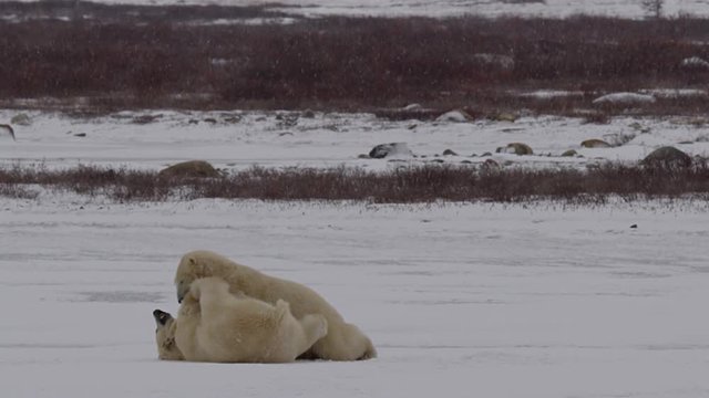 Slow motion - snow falling on wrestling polar bears on ice
