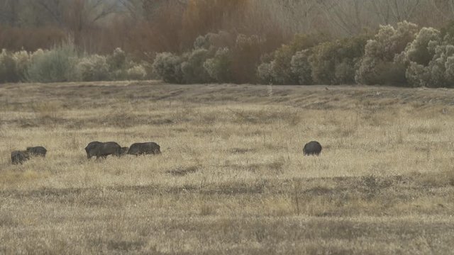 Javelina Family Feeds in Meadow