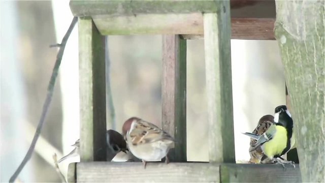 sparrows, titmouse and feeder