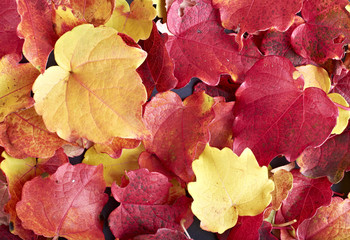 Yellow and red autumn leaves