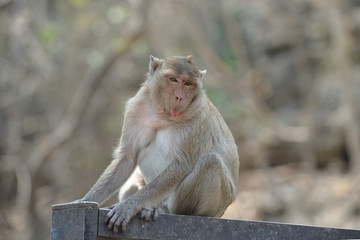 Naklejka premium monkey