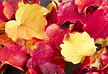 Yellow and red autumn leaves