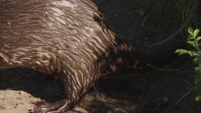 Wet otter defecates on trail and runs into grass