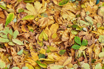 Autumn background with fallen leaves