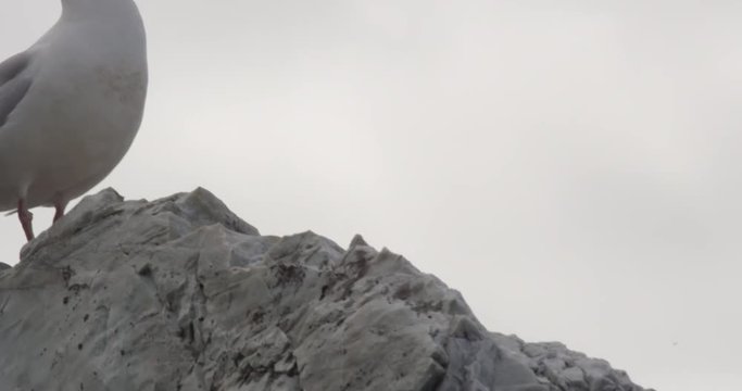 Slow pan - mother Glaucus Gull to twin speckled chicks in nest