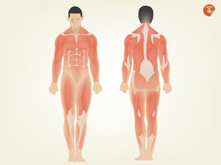 beautiful design of human anatomy front side and back side
