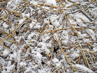 cut branches covered with ice and snow