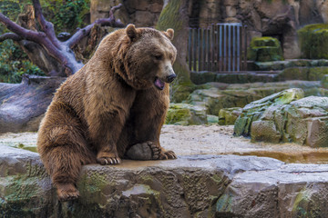 oso pardo