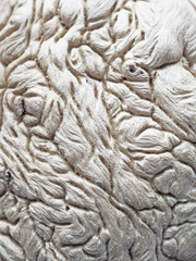 unusual tree structure, fibers brain, interweaving rhizome