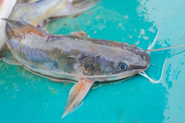 catfish in trap sell in market