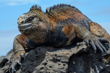Fototapeta premium Galapagos marine iguana, San Cristobal island, Ecuador