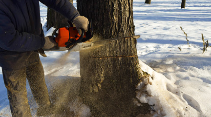 Cut down the tree with a chainsaw. © jana_janina