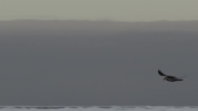 Slow motion tracking glaucous gull flies low along water