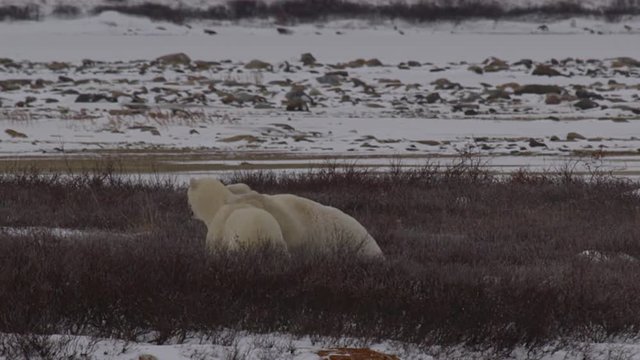 Slow motion - polar bears embrace and wrestle in the willows of arctic