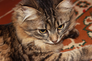 pensive cat with big eyes portrait