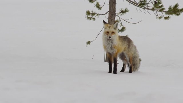 Slow motion cars pass a red fox sitting next to a tree on snow